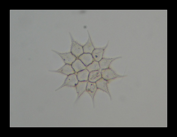 Pediastrum simplex